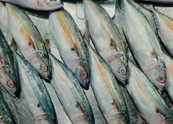 Investasi Sehat Urban: Rahasia Ikan Kembung Kalahkan Salmon