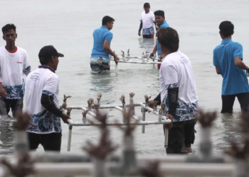 Investasi Karang Kepulauan Seribu: Dongkrak Wisata Bahari dan Ekonomi Pesisir