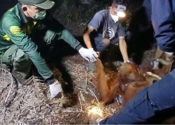 Penyelamatan Orang Utan di Sampit Ungkap Urgensi Investasi Hijau Berkelanjutan