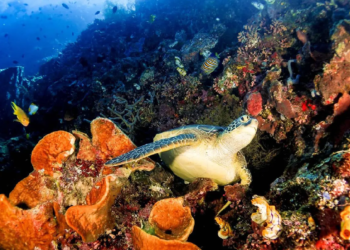 Jaga Nilai Wisata Premium Raja Ampat, Kemenpar Tindak Perusak Ekosistem