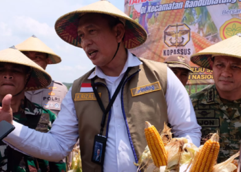 BULOG Salurkan Tambahan 150 Ribu Ton Jagung SPHP demi Stabilitas Pasar