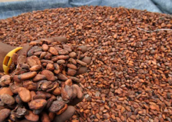 Peluang Investasi Cokelat Premium saat RI Genjot Peremajaan Kakao
