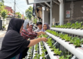 Strategi Pertanian Urban PNM: Solusi Cerdas Pangan dan Investasi Warga Kota